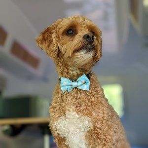 Meet your Posher, Posh